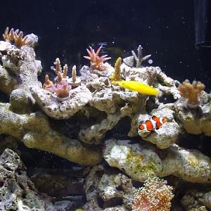 60% FTS + clown and canary wrasse