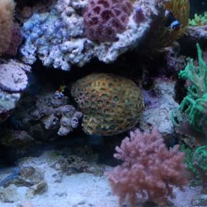 pineapple brain for sale $35