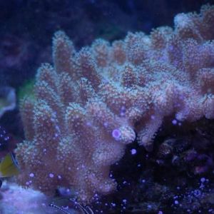 Show size leather for sale $100