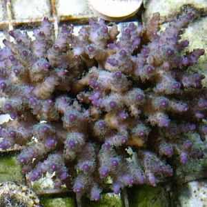 Unknown Tri-Color Acro