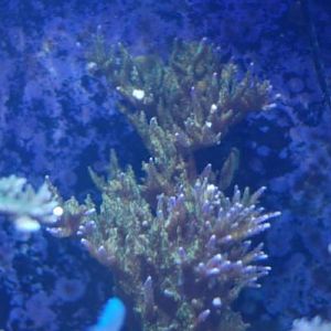 Larry Jackson Purple Tipped Monster Colony (show sized)  aprx 1' tall and 6-9" wide.  $100