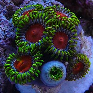 Dragon Eye Zooanthids