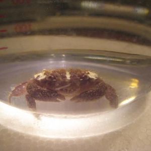 Purple White Crab 024