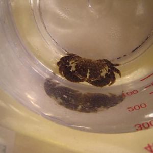 Purple White Crab 015