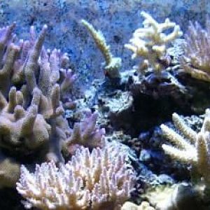 03 18 08 Acro Colonies