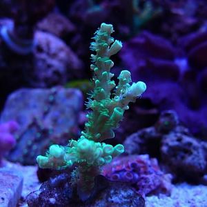 Green Slimer Frag