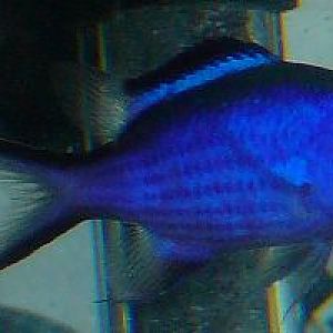 Blue Reef Chromis