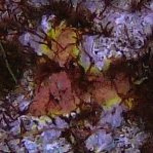 Orange and Yellow Coralline