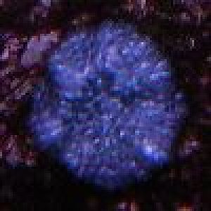 Unidentified Blue Dot