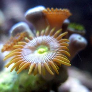 Blue Ice Zoos 1 28 07