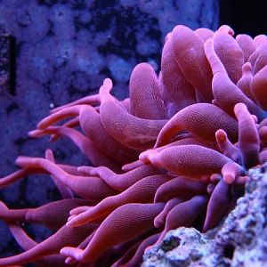 White stringy stuff in RBTA???