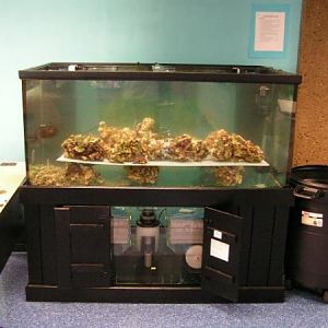 the 250 gal at dctc (curing rock)
