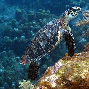 roatan turtle