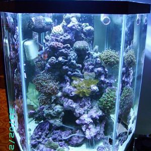 35Hex, aussie lords, aussie brain, yellow colonys, 2 strains of frogspawn and 1 torch, candycane tru