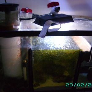 29g homemade refuge with Nautalius skimmer and cap 2400 returned pump