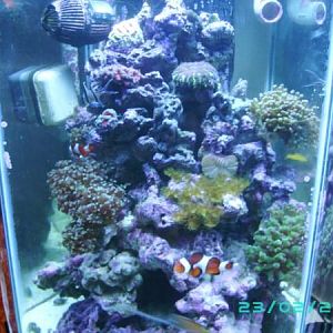 Tank is stocked with 3 bangji cardinals, pair of osc clowns, atlantic blue tang, yellow assessor, pi