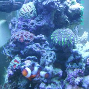 Aussie lords and aussie brain