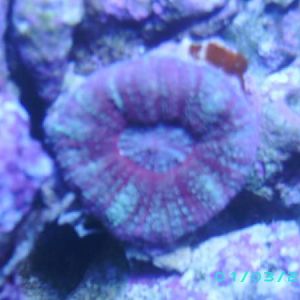 Acan Maxima