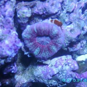 Acan Maxima