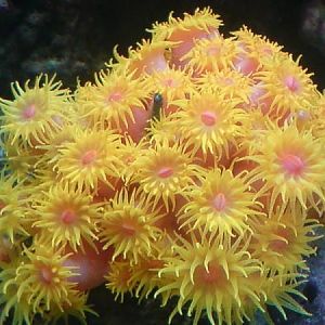 SunCoral