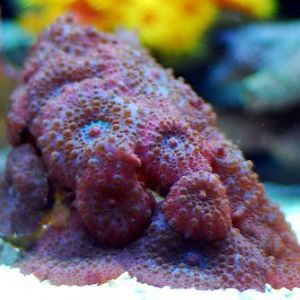 Assorted Color Mushroom 01