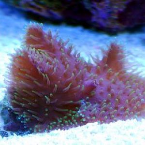 Green Hairy Mushrooms 01