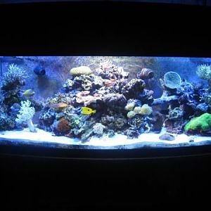 This 155 bow front was taken down summer 2011.