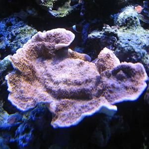 Aquarium 8 08 096