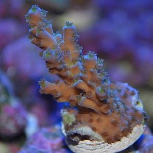 CSC 0058 (600 x 450)