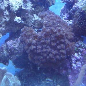 Pocillopora