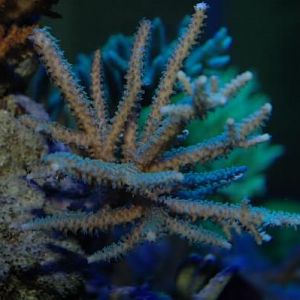 ORA Green Scripp Stag