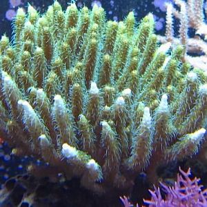 Yellow Millepora