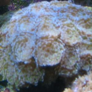 hammer coral
