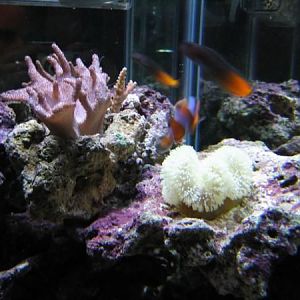 finger leather yellow carpet and blurred bicolor blenny
