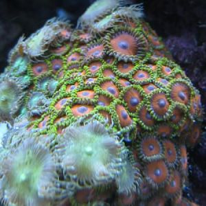 eagle eye zoas