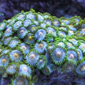 baby blue zoas
