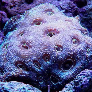 Acan