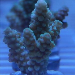 #7 green peachcenter