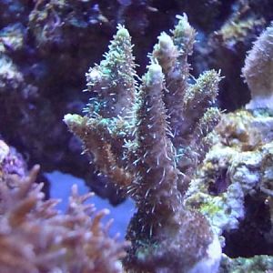 yellow Milli with actinic's