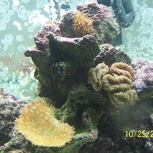 Brain coral is struggling but its still beautiful