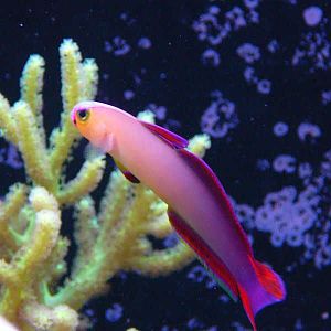 Purple Firefish