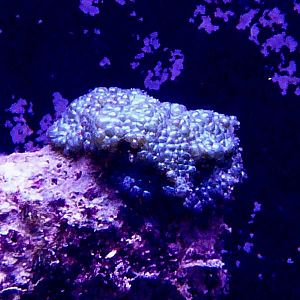 Sponge, Tunicate, Algae???