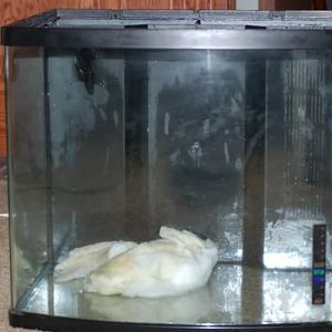 aquapod 24 gallon