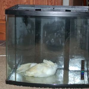 aquapod 24 gallon (2)