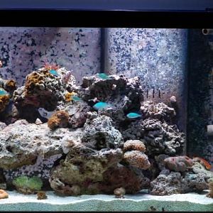 Tank Right
DSC 6522