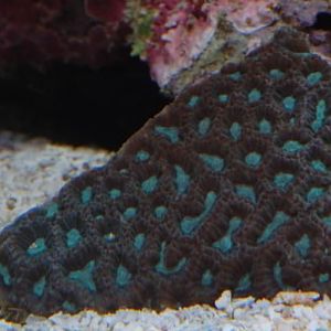 Maze Brain
DSC 6428