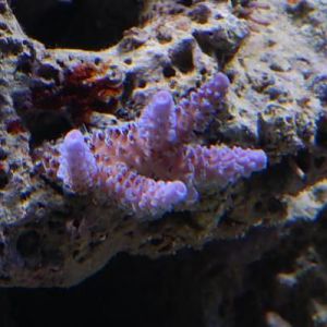 Blue Milli
DSC 6445