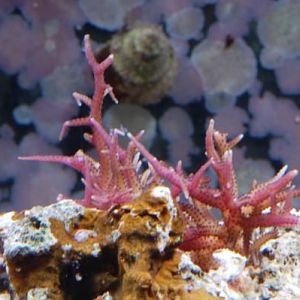 Pink Bird's Nest
DSC 6447