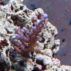 Oregon Tort
DSC 6449