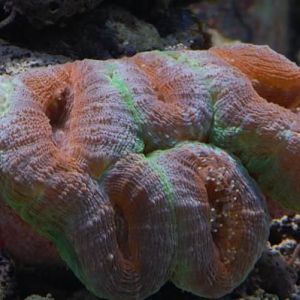 Aussie Branching Lobo
DSC 6454